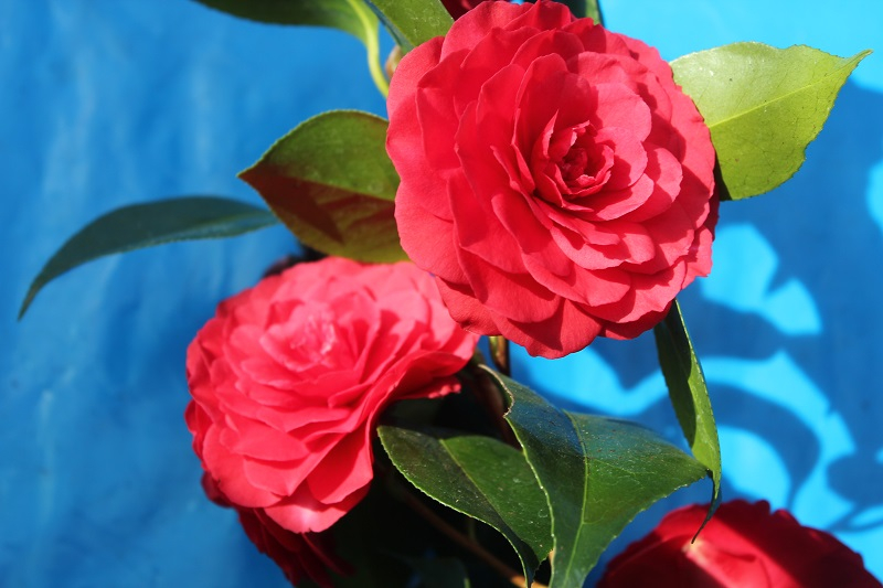 Camellia japonica 'Imbricata Rubra' (5 LITRES)-0