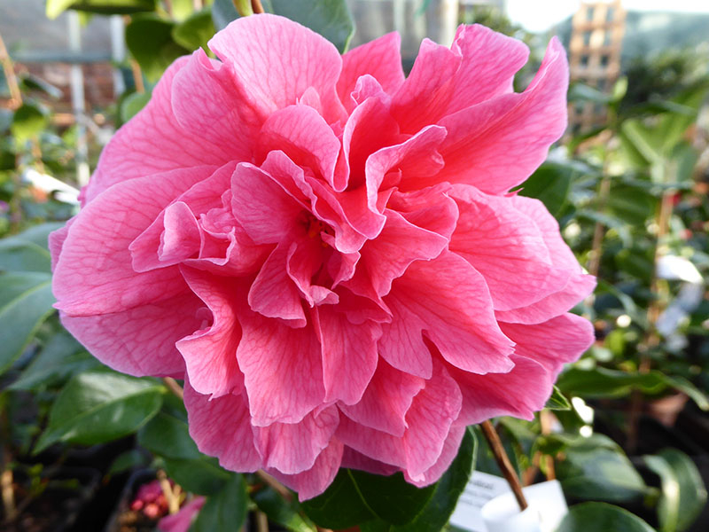Camellia hybrid 'Innovation' 7.5 LITRES-23548