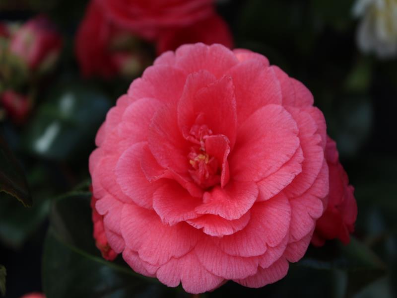 Camellia japonica 'Coquetti' (5 LITRES)-23540