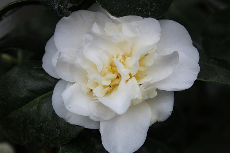 Camellia japonica 'Moshe Dayan' 7.5 LITRES-23577