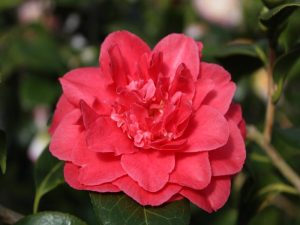 Camellia japonica 'Vittorio Emanuele II' (7.5 LITRES)-0
