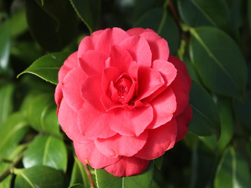 Camellia japonica 'Vittorio Emanuele II' (7.5 LITRES)-23551