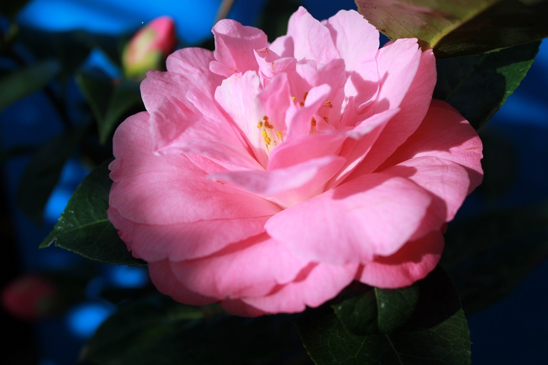 Camellia x williamsii 'Rose Quartz' (7.5 LITRES)-0