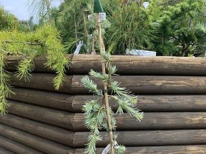Cedrus libani 'Blue Fountain'-0