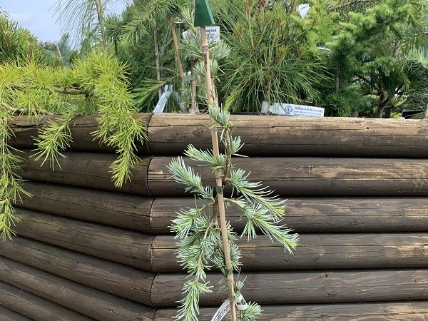 Cedrus libani 'Blue Fountain'-0