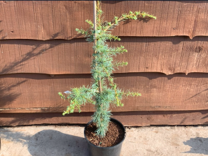 Cedrus atlantica 'Horstmann's Silberspitz'-0