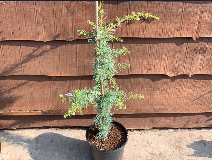 Cedrus atlantica 'Horstmann's Silberspitz'-0