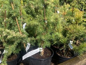 Cedrus libani 'Gold Tip'-0