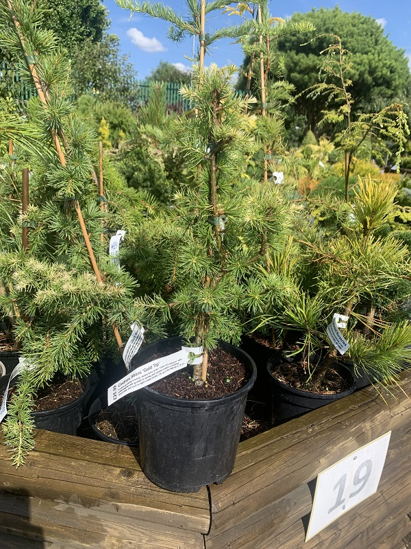 Cedrus libani 'Gold Tip'-0