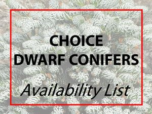 Availability List of our Choice Dwarf Conifers-0