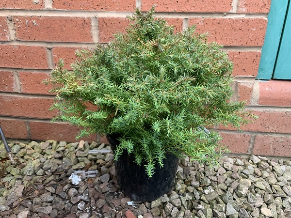Cryptomeria japonica 'Mushroom'-0