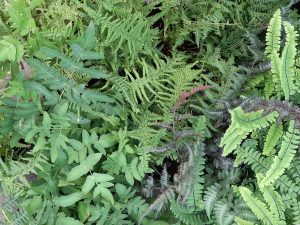 A Deciduous Fern Collection (Three Plants)-0