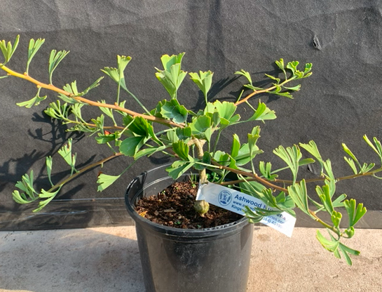 Ginkgo biloba 'Tubifolia'-0