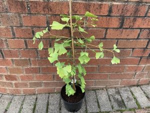 Ginkgo biloba-0