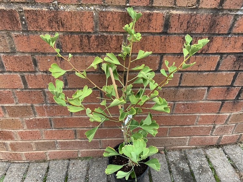Ginkgo biloba 'Blagon'-0