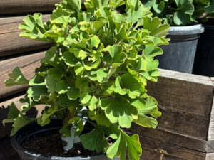 Ginkgo biloba 'Mariken'-0
