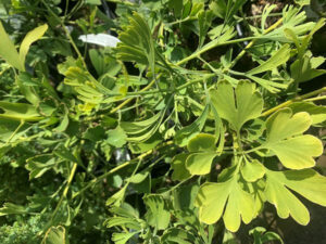 Ginkgo biloba 'Tubifolia'-25674