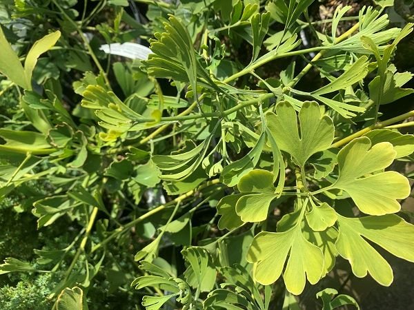 Ginkgo biloba 'Tubifolia'-25674