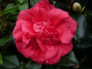 Camellia japonica 'Grand Slam' (5 LITRES)-0
