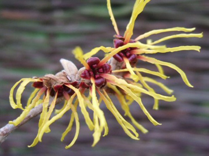 Hamamelis x intermedia 'Barmstedt Gold' 10L-26423