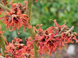 Hamamelis x intermedia 'Amelie' 10L-0