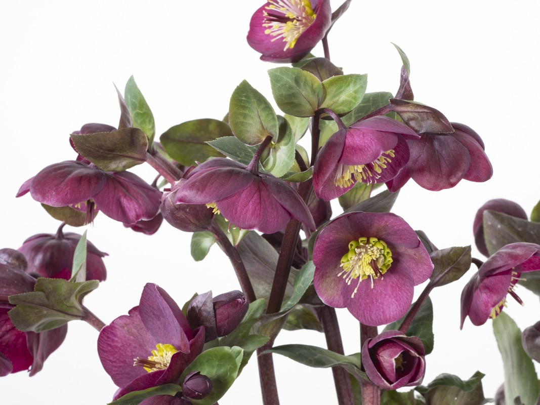 Helleborus (Rodney Davey Marbled Group) 'Magico'-23629