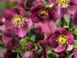 Helleborus × hybridus HGC Ice Breaker Ruby-0