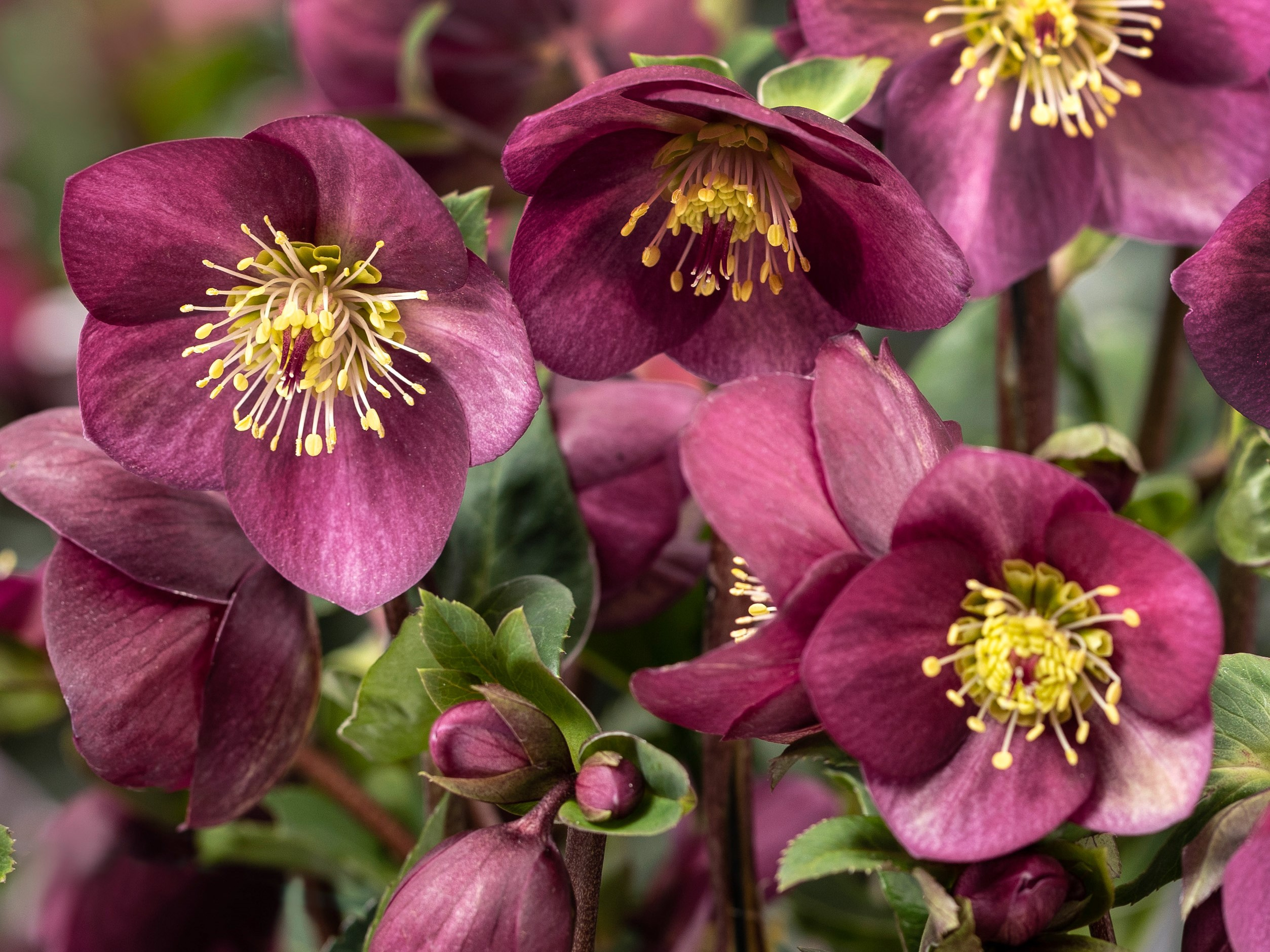 Helleborus × hybridus HGC Ice Breaker Ruby-0