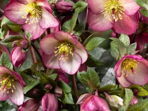 Helleborus HGC Ice n' Roses 'Mary Marble'-0
