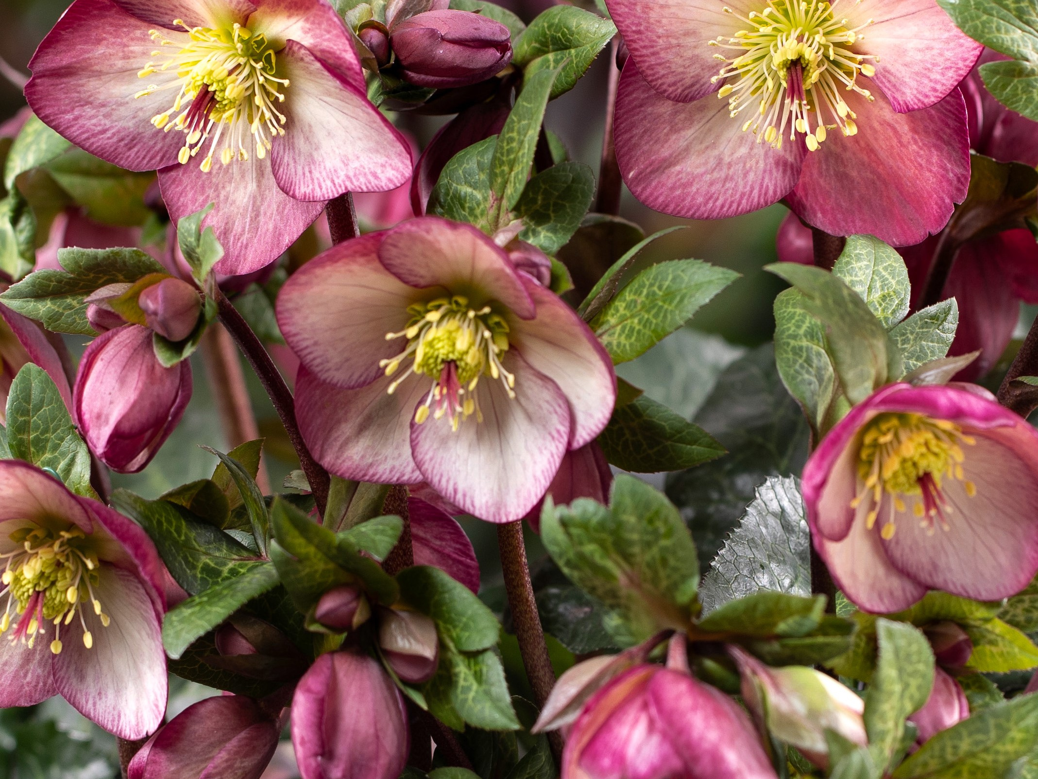 Helleborus HGC Ice n' Roses 'Mary Marble'-0