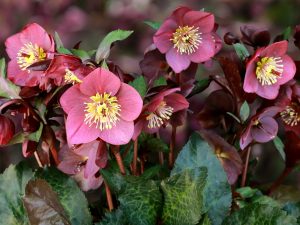 Helleborus HGC Ice n' Roses 'Megan Marble'-0