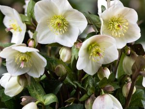 Helleborus HGC Ice n' Roses 'Mia Marble'-0