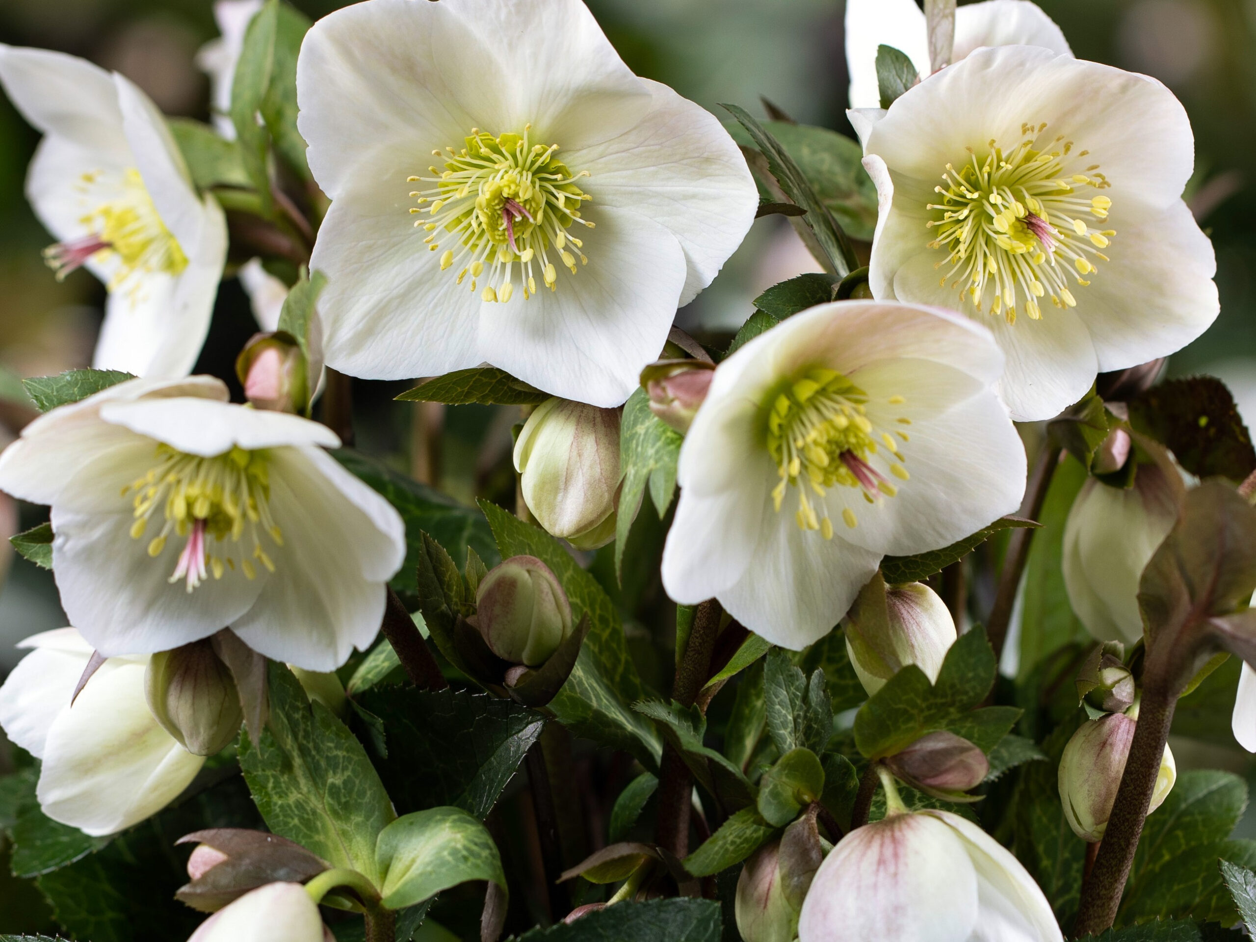Helleborus HGC Ice n' Roses 'Mia Marble'-0