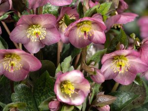 Helleborus HGC Ice n' Roses 'Mindy Marble'-0