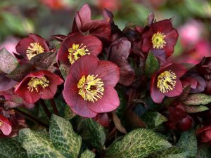 Helleborus HGC Ice n' Roses 'Mona Marble'-0