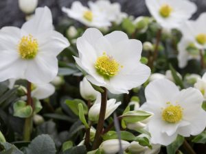 Helleborus niger HGC 'Jubelio'-0