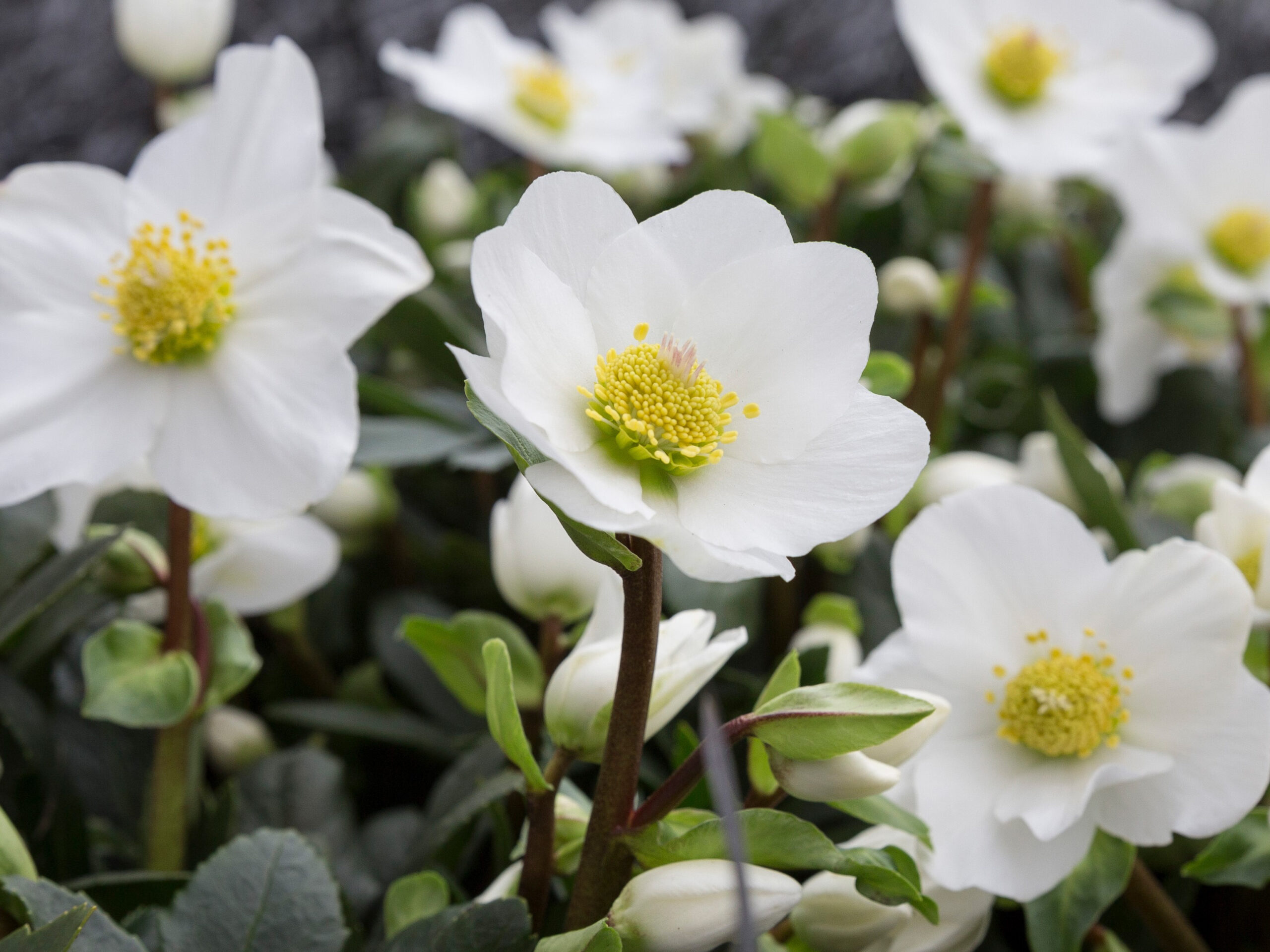 Helleborus niger HGC 'Jubelio'-0
