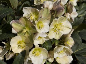Helleborus x ericsmithii HGC Heuger Gold Collection 'Marlon'-0