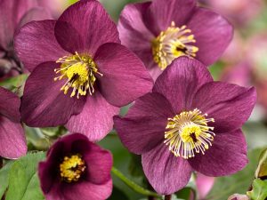 Helleborus x lemperii (Winter Ballet Series) HGC' Karli'-0