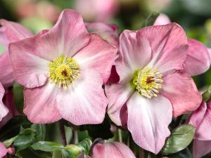 Helleborus x lemperii (Winter Ballet Series) HGC' Katie'-0
