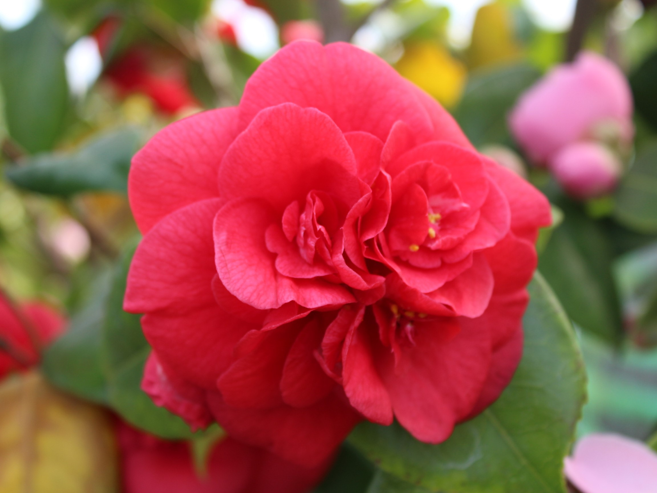 Camellia japonica 'Purple Emperor' (7.5 LITRES)-0