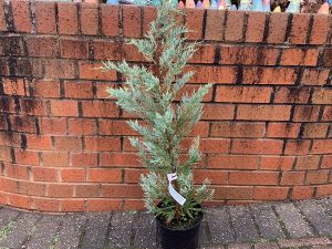 Juniperus scopulorum 'Moonglow'-0