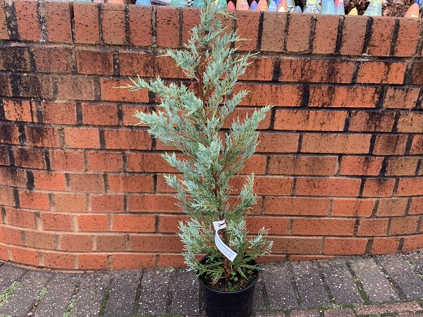 Juniperus scopulorum 'Moonglow'-0