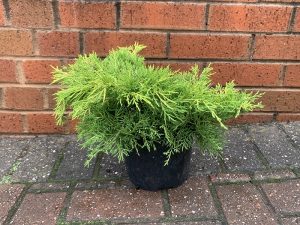 Juniperus x media 'Gold Sovereign'-0