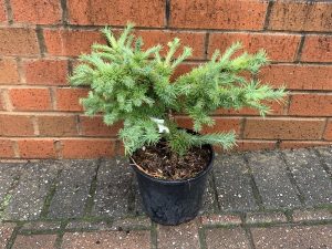Larix kaempheri 'Grey Pearl'-0