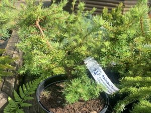 Larix gmelinii 'Tharandt'-0