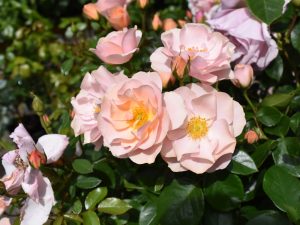 Rosa floribunda Loyal Companion (BEAqueen)-0