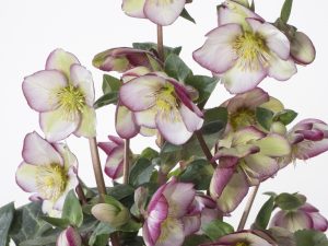 Helleborus (Rodney Davey Marbled Group) 'Magico'-0