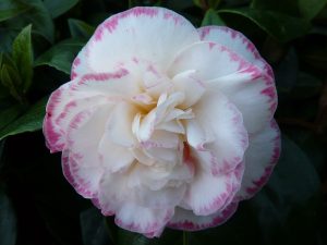 Camellia japonica 'Margaret Davis' 7.5 Litre-0