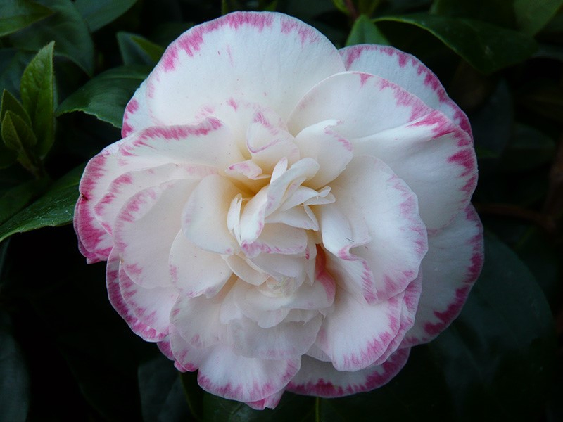 Camellia japonica 'Margaret Davis' 7.5 Litre-0